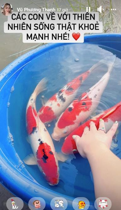 Phóng sinh cá Koi, nhà văn Gào bị chỉ trích hóa kiếp hay gì?-1