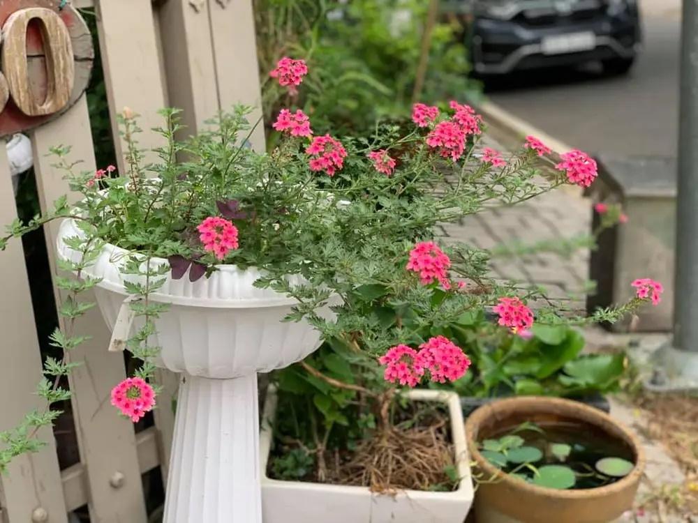 Cuộc sống thích làm mộc, trồng hoa của Cô Gái Xấu Xí ở tuổi 58-13