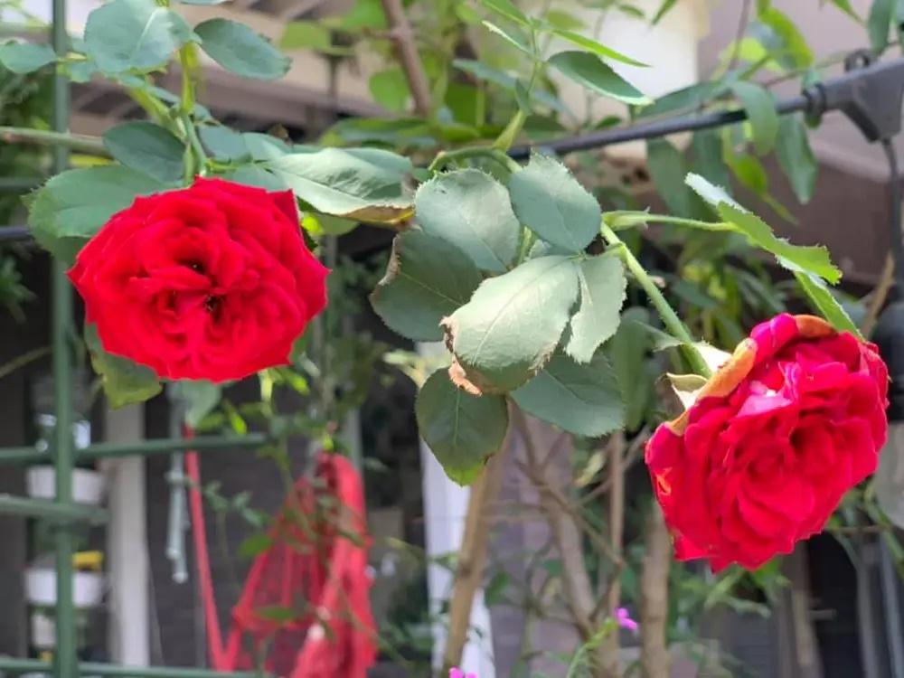 Cuộc sống thích làm mộc, trồng hoa của Cô Gái Xấu Xí ở tuổi 58-14