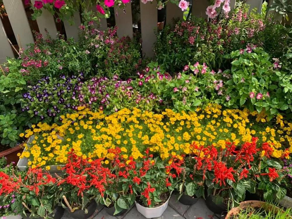 Cuộc sống thích làm mộc, trồng hoa của Cô Gái Xấu Xí ở tuổi 58-16