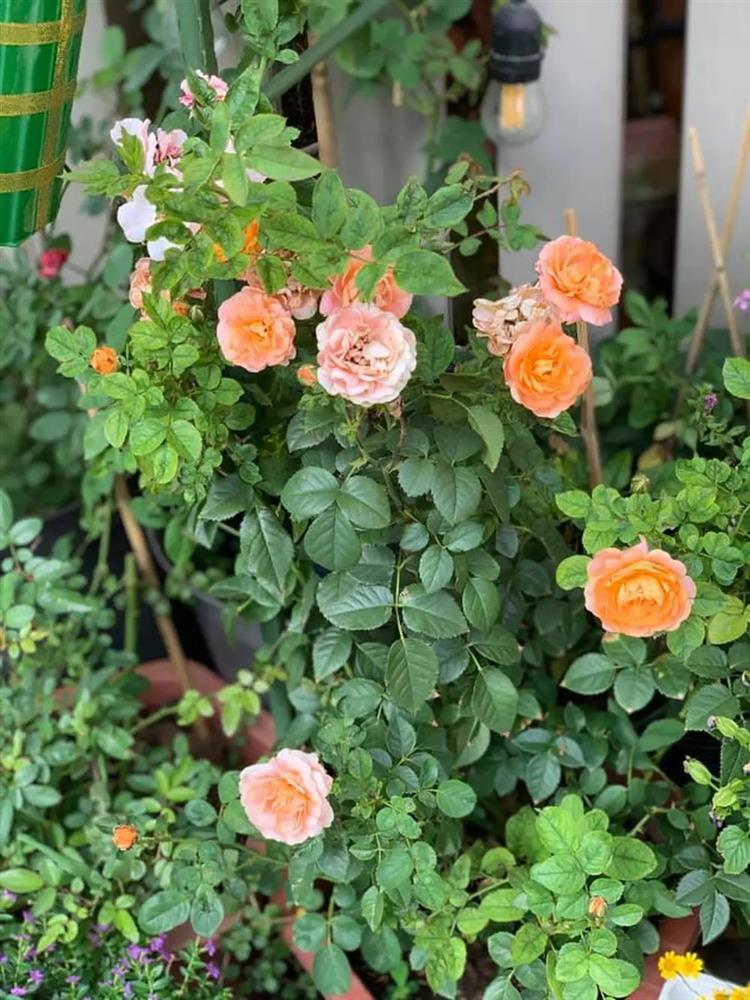 Cuộc sống thích làm mộc, trồng hoa của Cô Gái Xấu Xí ở tuổi 58-17