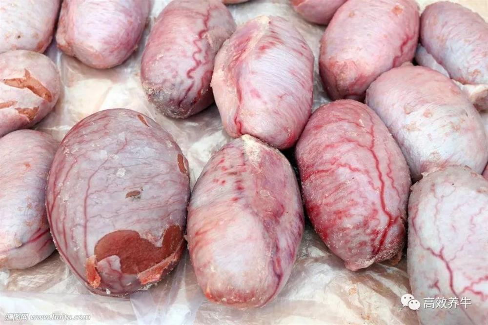 Bộ phận nhạy cảm của con bò, nhìn đỏ mặt nhưng tác dụng thần kỳ-1