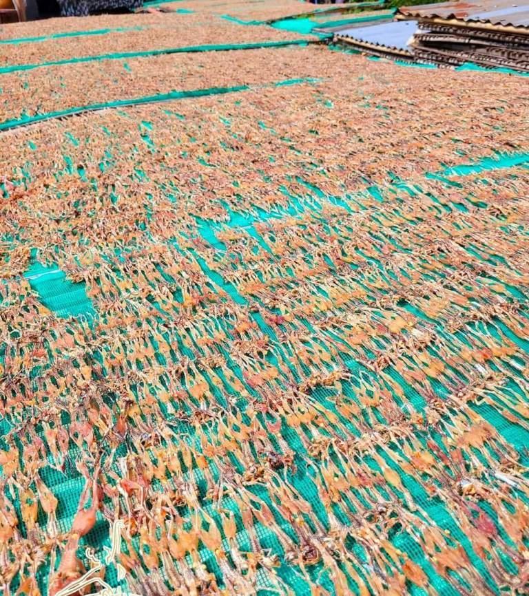 Đặc sản vũ nữ chân dài miền Tây ra Hà Nội, bán 700.000/kg hút khách-2