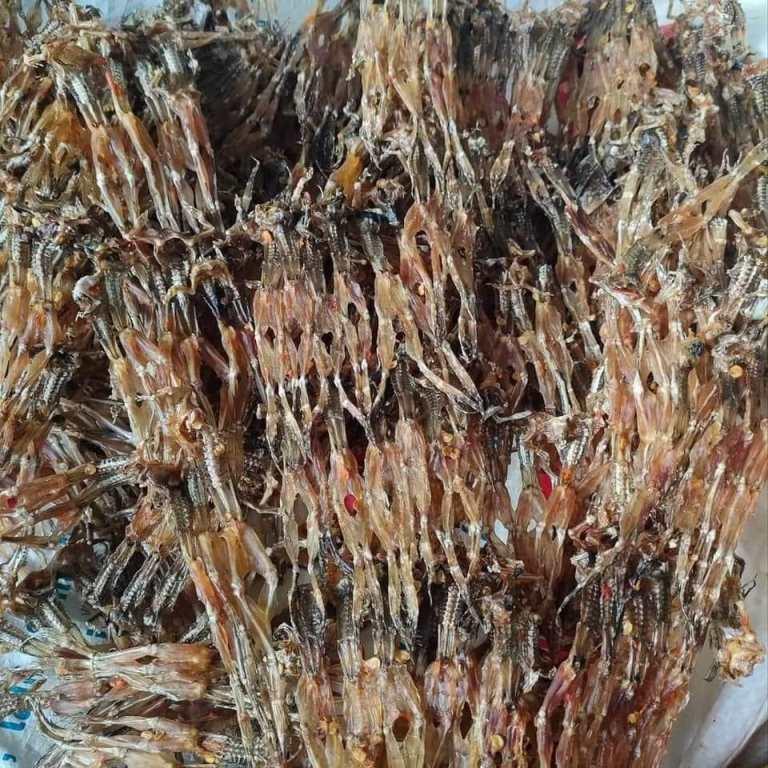 Đặc sản vũ nữ chân dài miền Tây ra Hà Nội, bán 700.000/kg hút khách-3