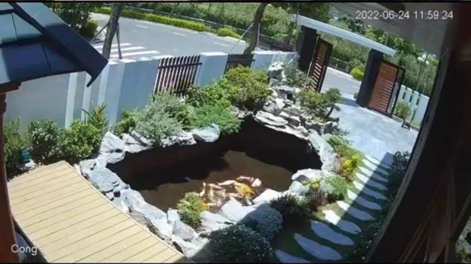 Vợ đang thay nước hồ cá Koi thì mắc đi chơi, chồng đứng tim vì sợ-1