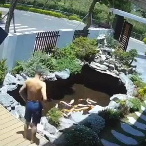 Vợ đang thay nước hồ cá Koi thì mắc đi chơi, chồng đứng tim vì sợ-2