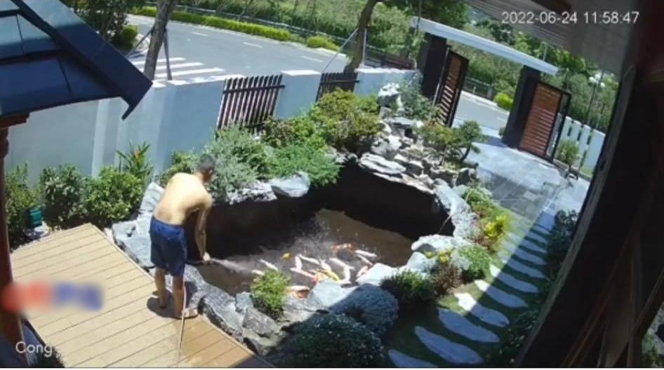 Vợ đang thay nước hồ cá Koi thì mắc đi chơi, chồng đứng tim vì sợ-3