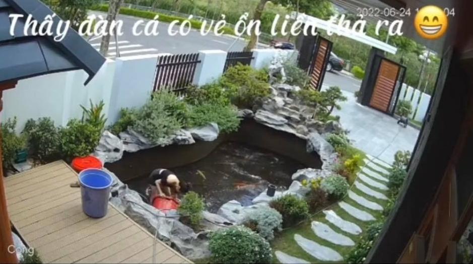 Vợ đang thay nước hồ cá Koi thì mắc đi chơi, chồng đứng tim vì sợ-5