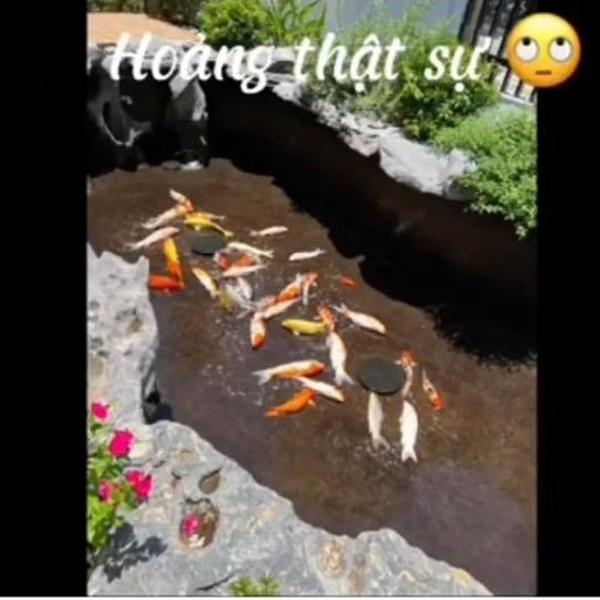 Vợ đang thay nước hồ cá Koi thì mắc đi chơi, chồng đứng tim vì sợ-4