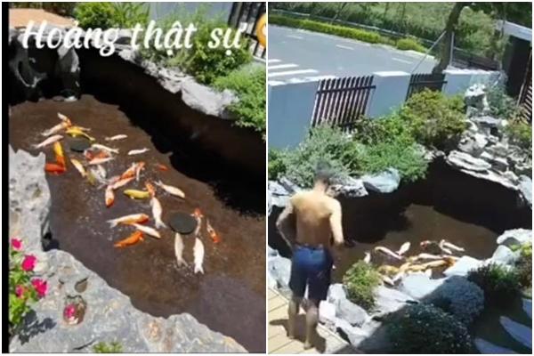 Chủ nhà khóc ròng vì rái cá lẻn vào ăn trộm hơn 100 con cá Koi-2