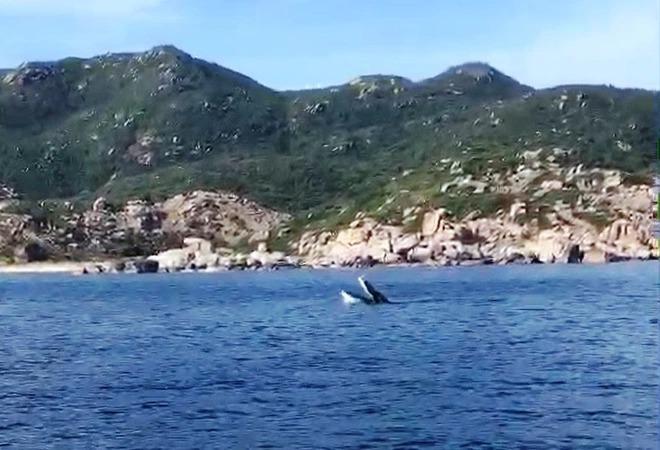 Du khách quay clip cá voi xuất hiện trên vịnh Cam Ranh-1