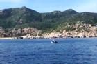 Du khách quay clip cá voi xuất hiện trên vịnh Cam Ranh
