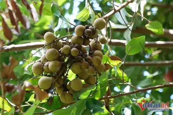 Bà Gái cho biết năm nay nhãn xuống giá nên bà không chăm sóc nhiều. Song, cây vẫn sai trĩu quả.