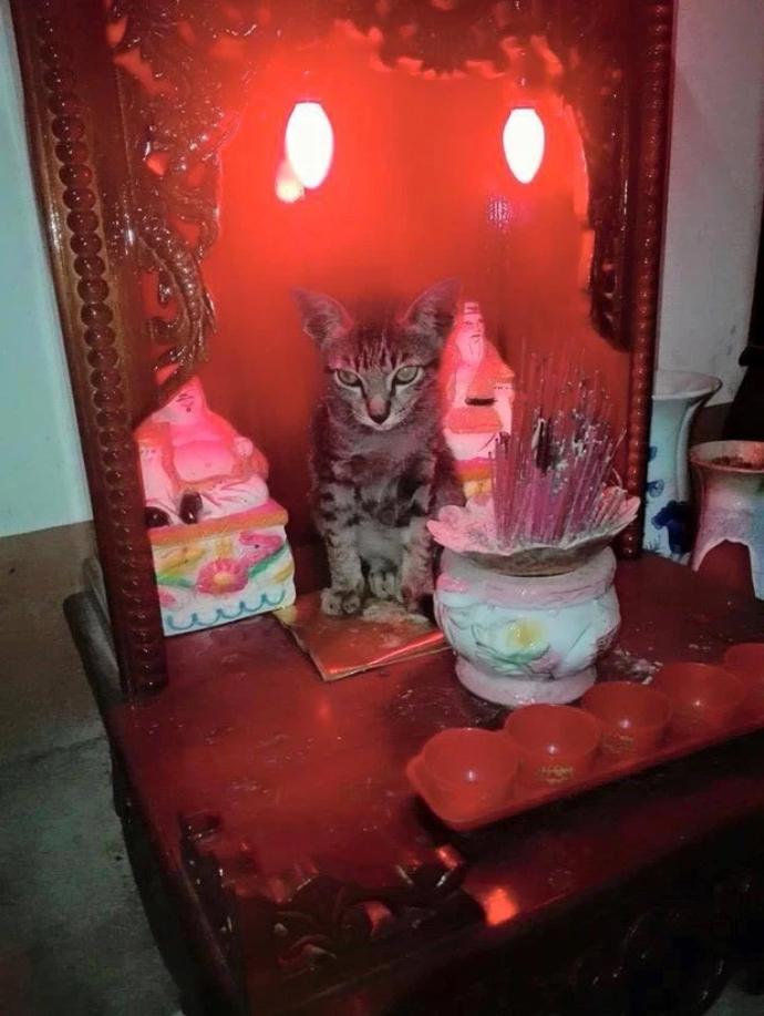 Gia chủ 10 phần bất lực với hội thú cưng cứ sơ hở là trèo lên bàn thờ-3