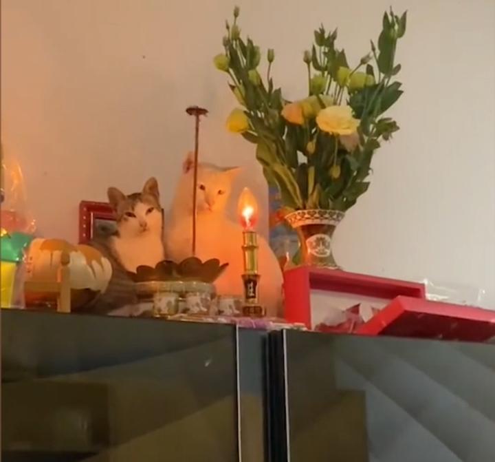 Gia chủ 10 phần bất lực với hội thú cưng cứ sơ hở là trèo lên bàn thờ-6