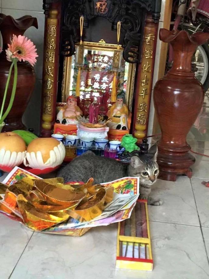 Gia chủ 10 phần bất lực với hội thú cưng cứ sơ hở là trèo lên bàn thờ-9