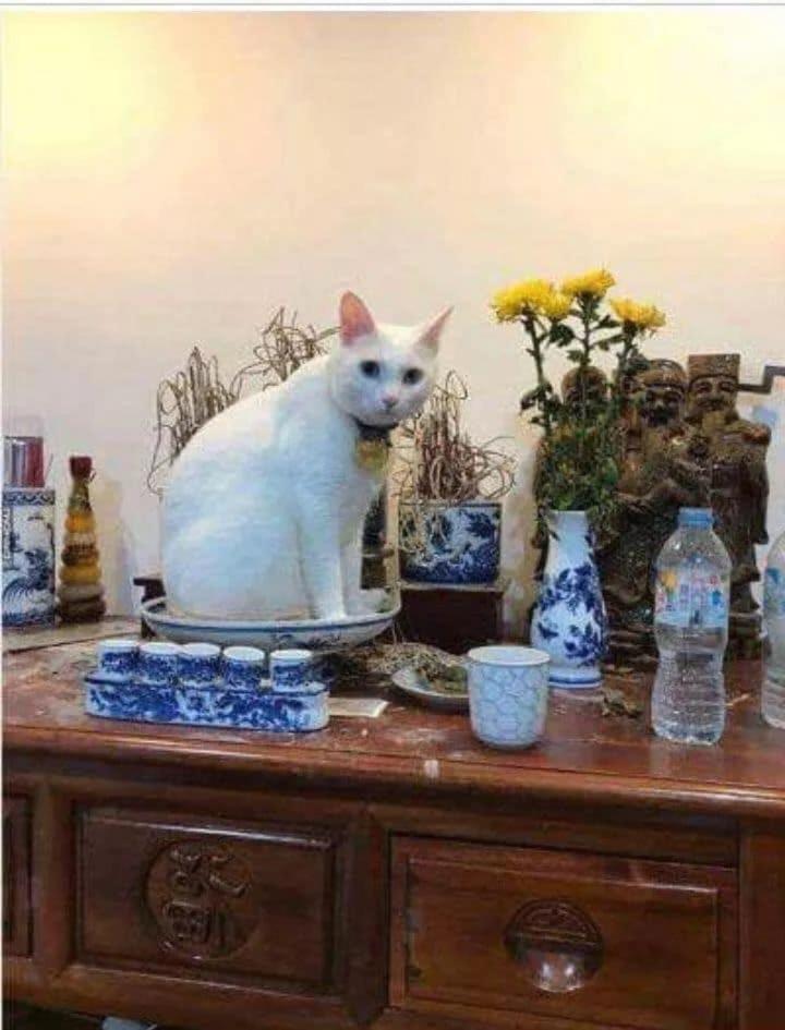 Gia chủ 10 phần bất lực với hội thú cưng cứ sơ hở là trèo lên bàn thờ-7