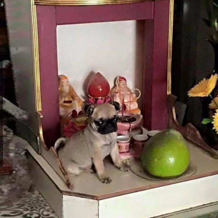 Gia chủ 10 phần bất lực với hội thú cưng cứ sơ hở là trèo lên bàn thờ-8