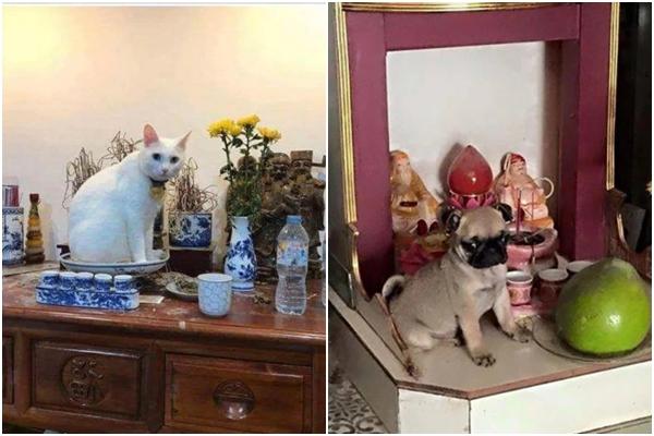 10X khoe giấy khai sinh tự soạn cho chó, rưng rưng nhớ kỷ niệm tuổi thơ-2