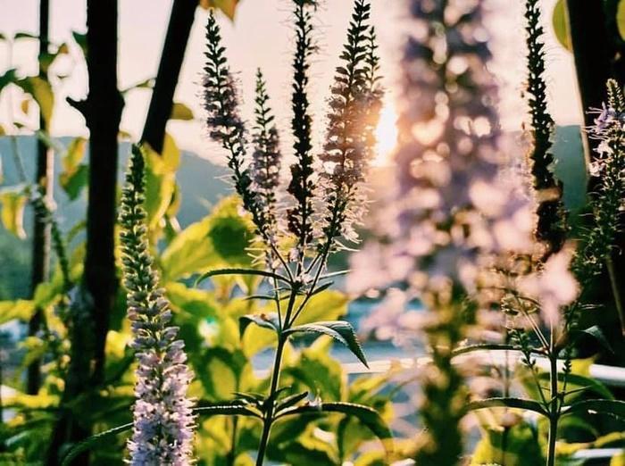 Rộ tin Hyun Bin đưa vợ đi dưỡng thai, thực hư thế nào?-3