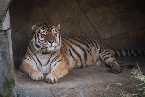 Hổ chết vì mắc Covid-19 ở Mỹ-1