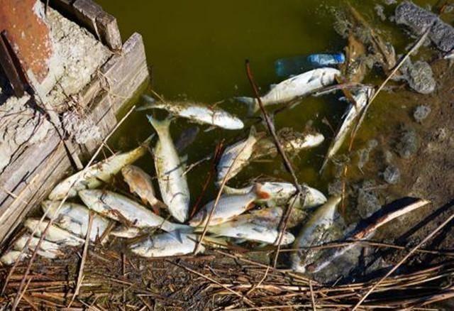 3 loại cá chứa nhiều ký sinh trùng nhất, nhiều người không biết thường mua về ăn-3