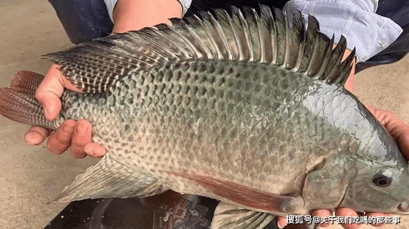 Loại cá bình dân ở Việt Nam là nguyên liệu cao cấp ở nước ngoài-2