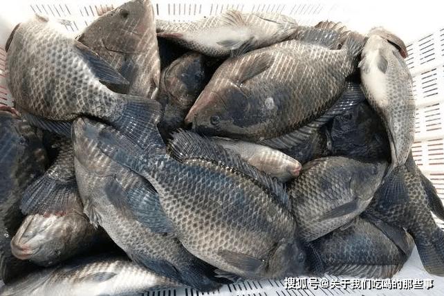 Loại cá bình dân ở Việt Nam là nguyên liệu cao cấp ở nước ngoài-3