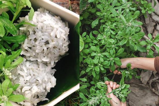 Trước mọc dại đầy bờ bụi, nay thành đặc sản giá 500.000 đồng/kg