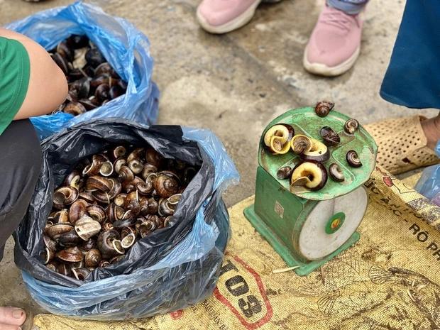 Loại ốc núi được coi là thuốc quý nhưng không phải ai cũng dám ăn-1