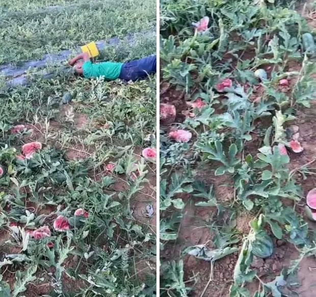 Bắt được 5 tên phá ruộng dưa hấu khiến lão nông khóc ngất-2