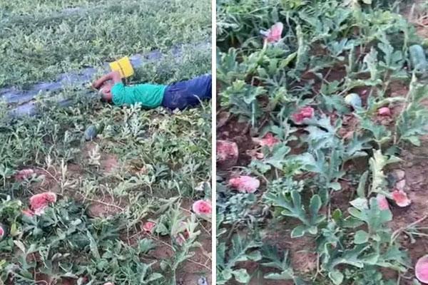 Bắt được 5 tên phá ruộng dưa hấu khiến lão nông khóc ngất-3