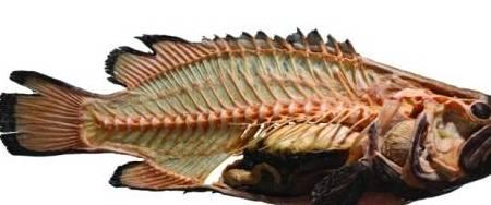 Bạn đang vứt bỏ báu vật giàu dinh dưỡng nhất của cá, sánh ngang yến sào-1