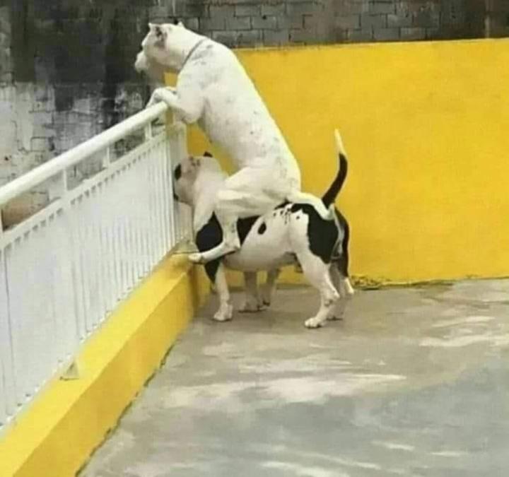 Biệt tài hóng biến cực căng của chó mèo, các thím hàng xóm thua xa-2