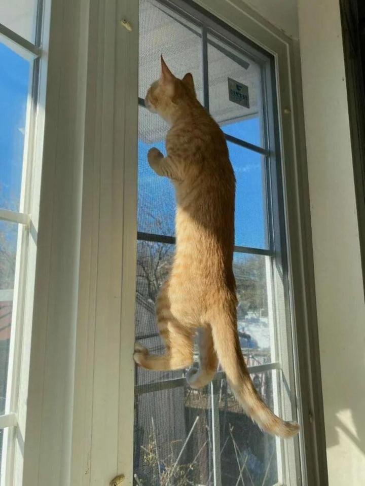 Biệt tài hóng biến cực căng của chó mèo, các thím hàng xóm thua xa-3