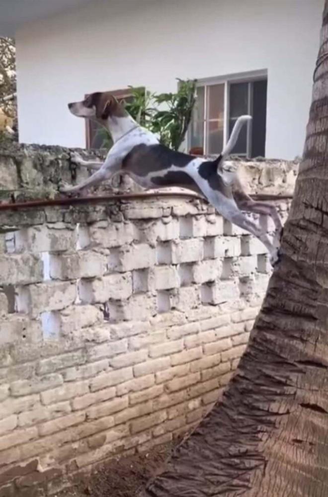 Biệt tài hóng biến cực căng của chó mèo, các thím hàng xóm thua xa-4