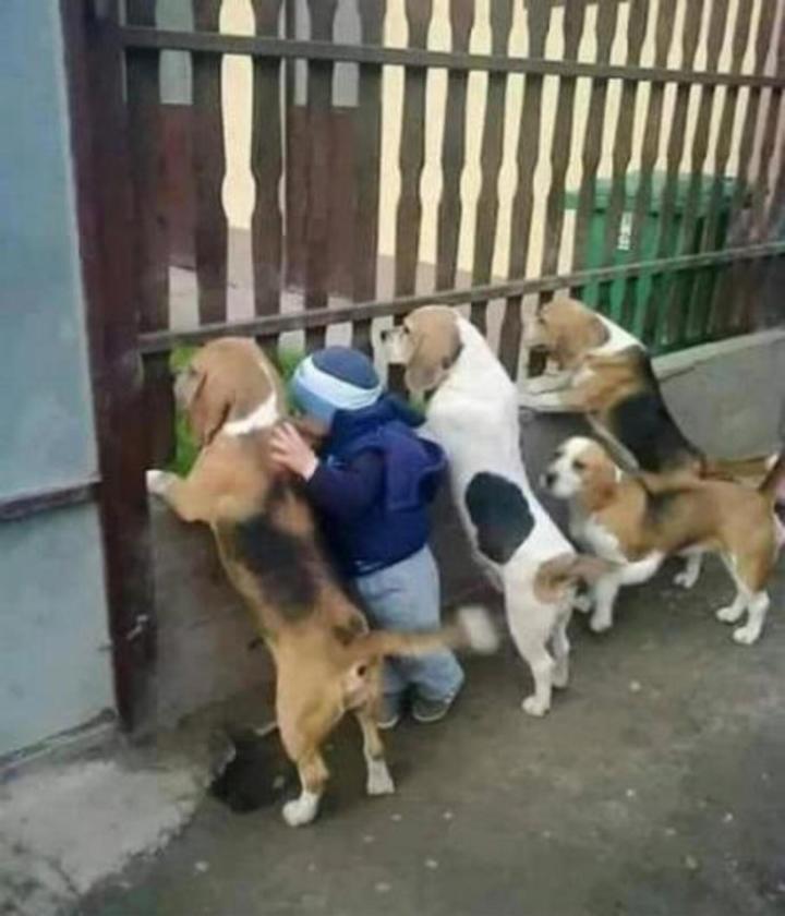 Biệt tài hóng biến cực căng của chó mèo, các thím hàng xóm thua xa-12