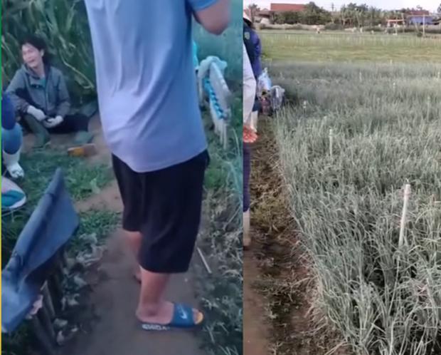 Nữ nông dân bất lực ngồi khóc vì ruộng hành bị kẻ xấu bơm thuốc héo úa-1