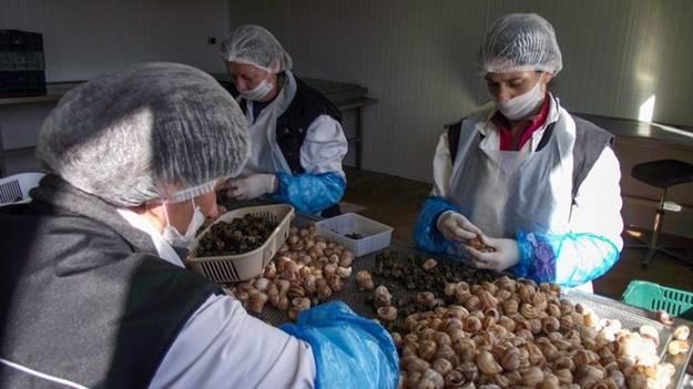 Món ốc sên không phải ai cũng dám thử của Pháp-3