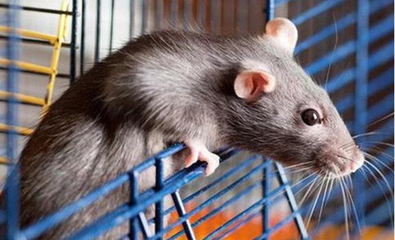 Tử vi 12 con giáp ngày 8/7/2022: Ngọ gặp tiểu nhân-1