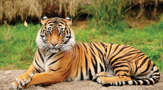 Tử vi 12 con giáp ngày 8/7/2022: Ngọ gặp tiểu nhân-2