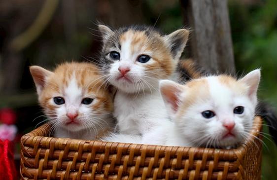 Tử vi 12 con giáp ngày 8/7/2022: Ngọ gặp tiểu nhân-3