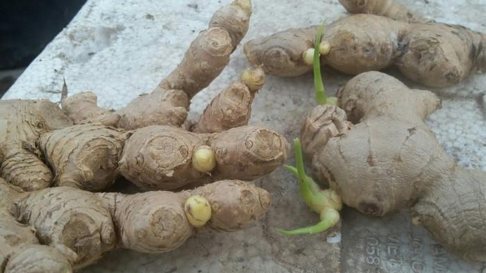 4 loại thực phẩm mọc mầm được ví như vàng, đừng dại vứt đi-2