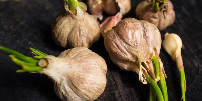 4 loại thực phẩm mọc mầm được ví như vàng, đừng dại vứt đi-4