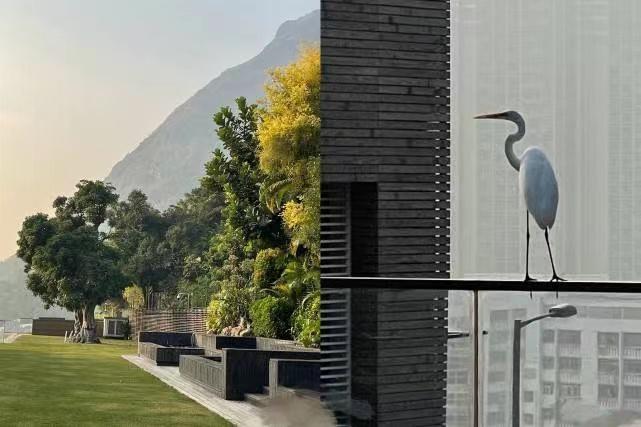 Cảnh 18 giúp việc tháo chạy khi dinh thự Lâm Thanh Hà bốc cháy-6