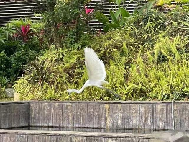 Cảnh 18 giúp việc tháo chạy khi dinh thự Lâm Thanh Hà bốc cháy-7