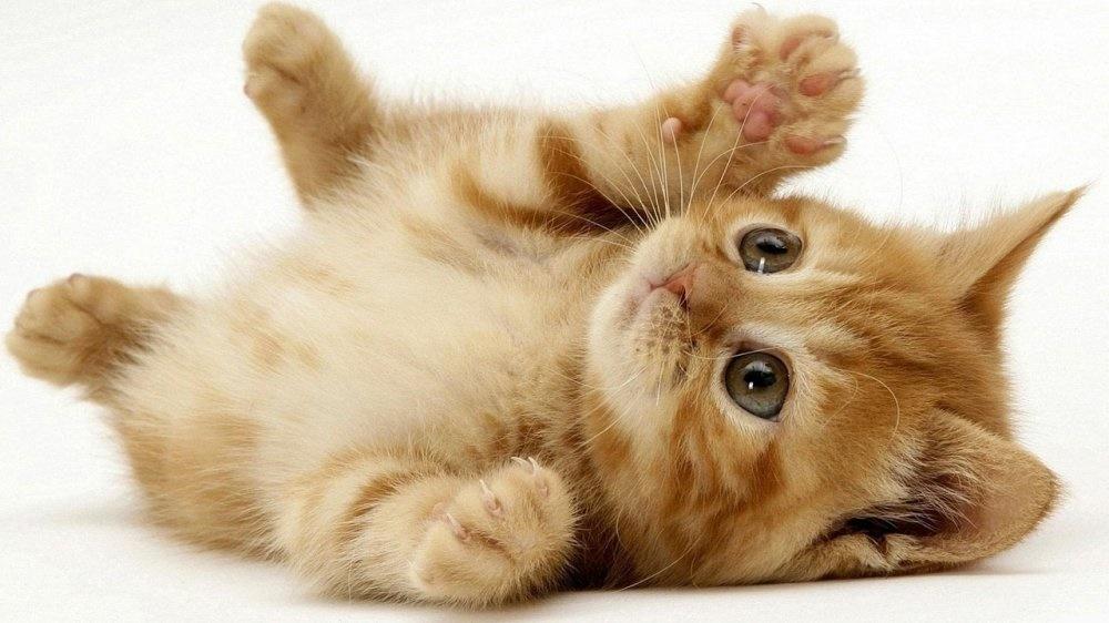 Tử vi 12 con giáp ngày 10/7/2022: Tý, Sửu gánh hạn-2