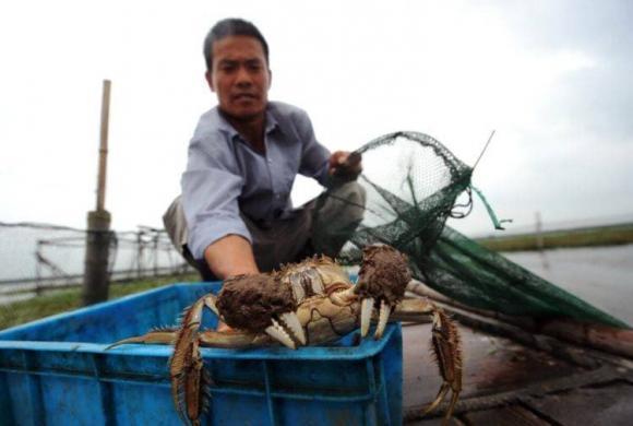 Sự khác biệt lớn giữa hấp cua nước lạnh và hấp cua nước nóng-1