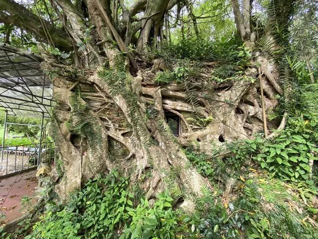 Thanh Hóa: Kỳ bí cây si hàng trăm tuổi ôm trọn ngôi chùa cổ-3