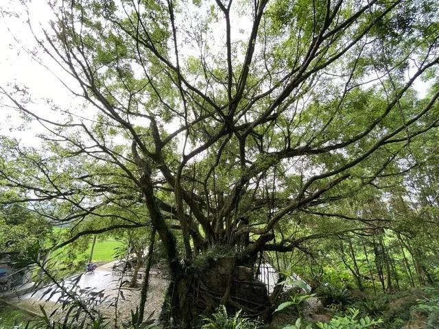 Thanh Hóa: Kỳ bí cây si hàng trăm tuổi ôm trọn ngôi chùa cổ-4